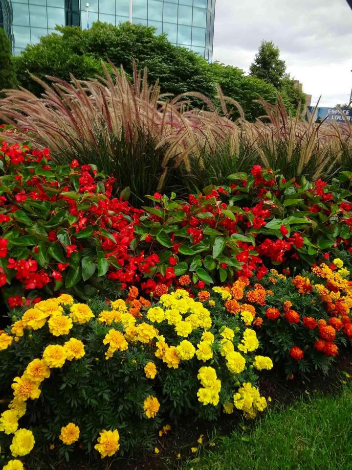 Plantation de végétaux Gatineau