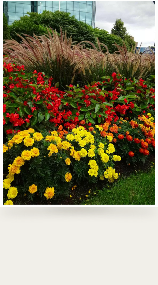 Plantation de végétaux  1